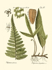 Small Antique Fern IV