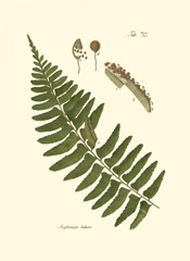 Small Antique Fern V