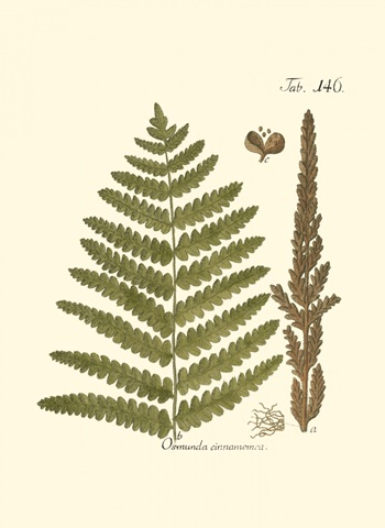 Small Antique Fern VI