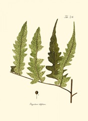 Small Antique Fern VII