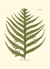 Small Antique Fern VIII