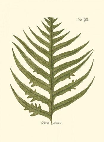 Small Antique Fern VIII