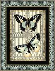 Small Butterfly Fancy II