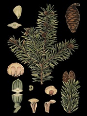 Small Dramatic Conifers I