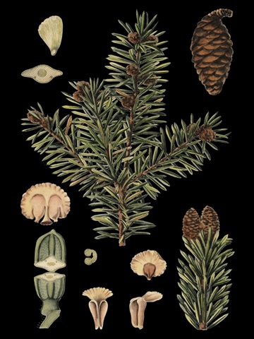 Small Dramatic Conifers I