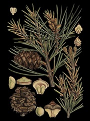 Small Dramatic Conifers II