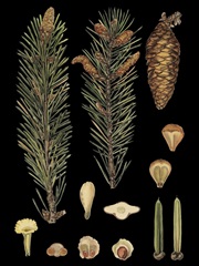 Small Dramatic Conifers IV