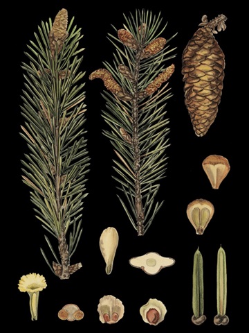 Small Dramatic Conifers IV