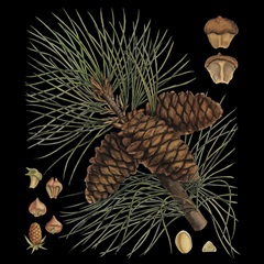 Small Dramatic Conifers V