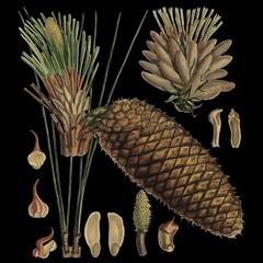 Small Dramatic Conifers VI