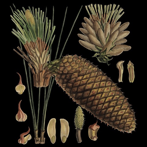 Small Dramatic Conifers VI