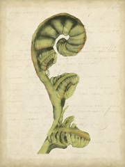 Small Fiddlehead Ferns I