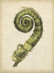 Small Fiddlehead Ferns II