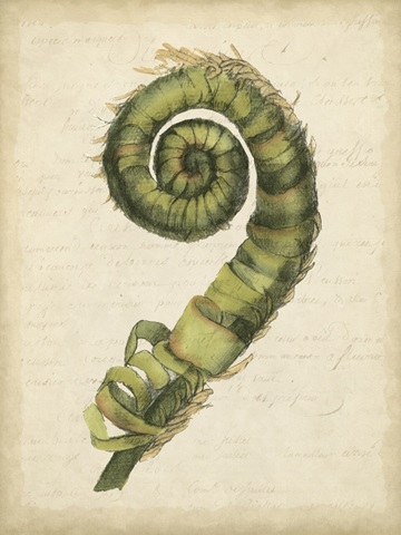 Small Fiddlehead Ferns II