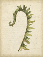 Small Fiddlehead Ferns IV