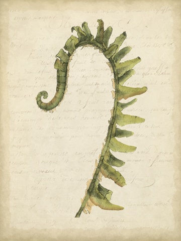 Small Fiddlehead Ferns IV