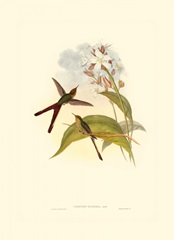 Small Gould Hummingbird III