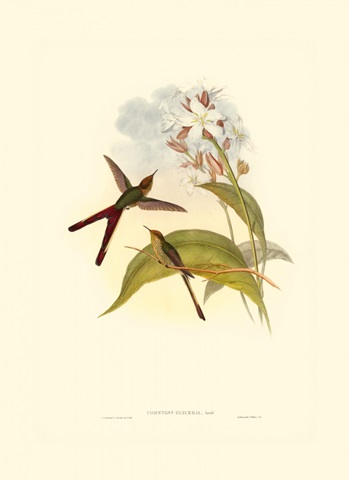 Small Gould Hummingbird III