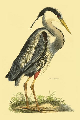 Small Great Blue Heron