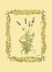 Small Lavender