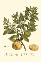 Small Miller's Bounty I