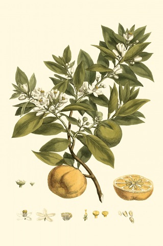 Small Miller's Bounty I