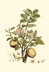 Small Miller's Bounty II