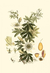 Small Miller's Bounty IV