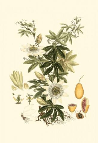 Small Miller's Bounty IV