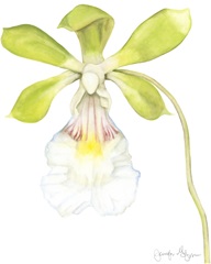 Small Orchid Beauty I