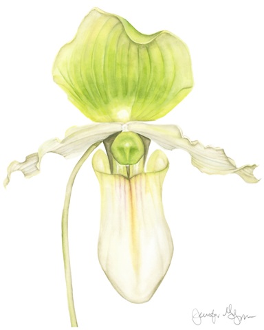 Small Orchid Beauty IV