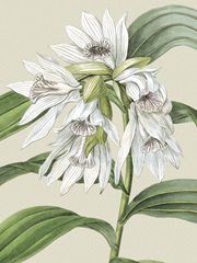 Small Orchid Blooms III