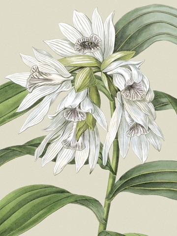 Small Orchid Blooms III