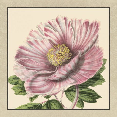 Small Peony Collection II