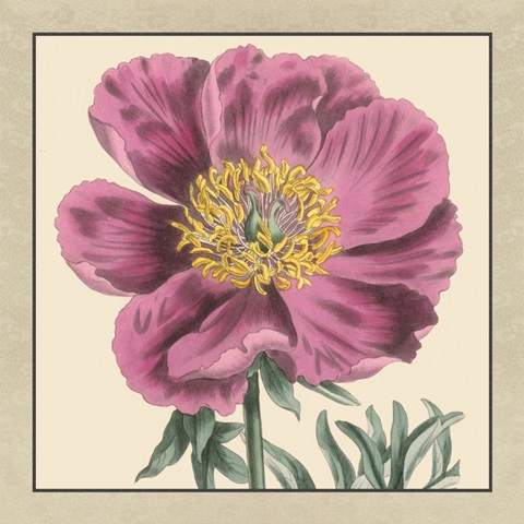 Small Peony Collection III