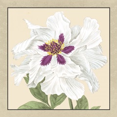 Small Peony Collection IV