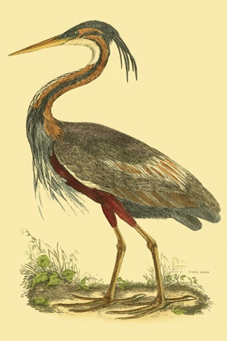 Small Purple Heron