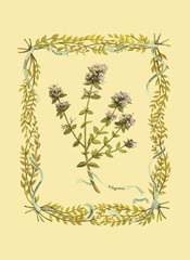 Small Thyme