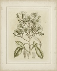 Small Tinted Botanical I