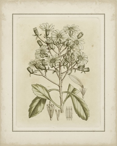 Small Tinted Botanical I