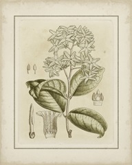 Small Tinted Botanical III