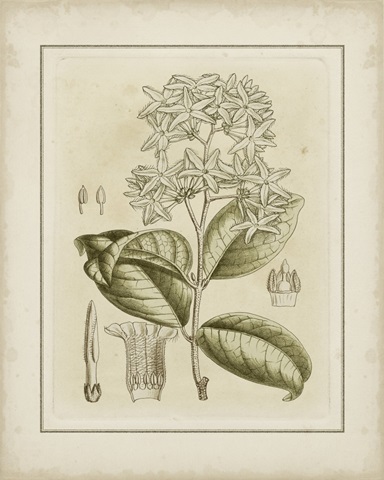 Small Tinted Botanical III