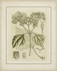 Small Tinted Botanical IV