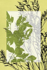 Small Translucent Wildflowers III