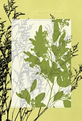 Small Translucent Wildflowers IV