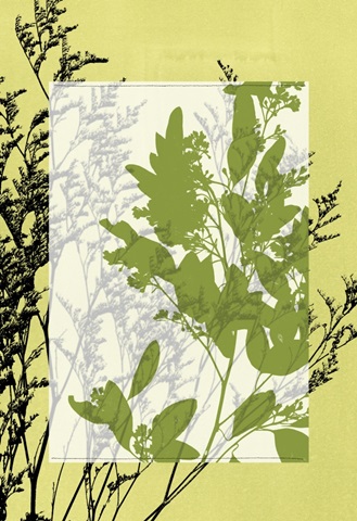 Small Translucent Wildflowers IV