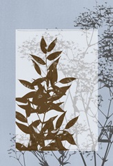 Small Translucent Wildflowers V