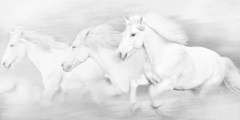 All the White Horses