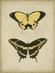 Antique Butterfly Pair I
