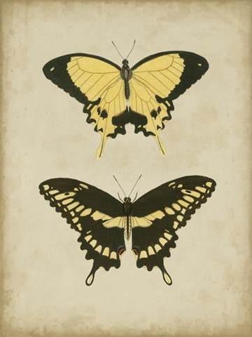 Antique Butterfly Pair I